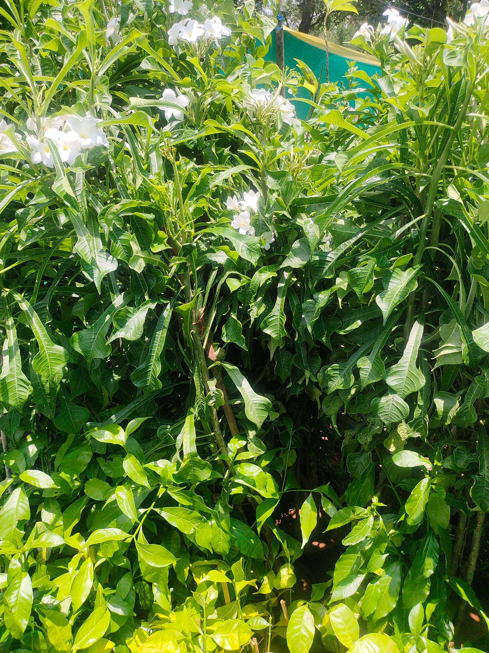 Thumbnail: Flowering plants 