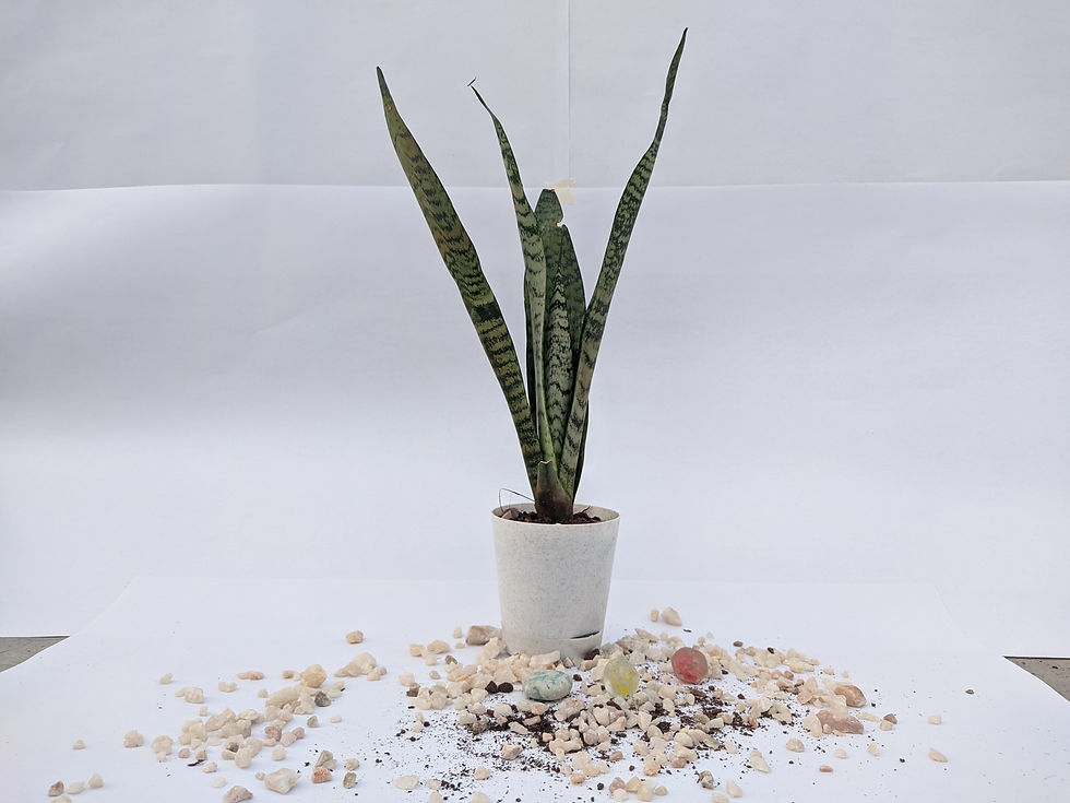 Thumbnail: Snake Plant