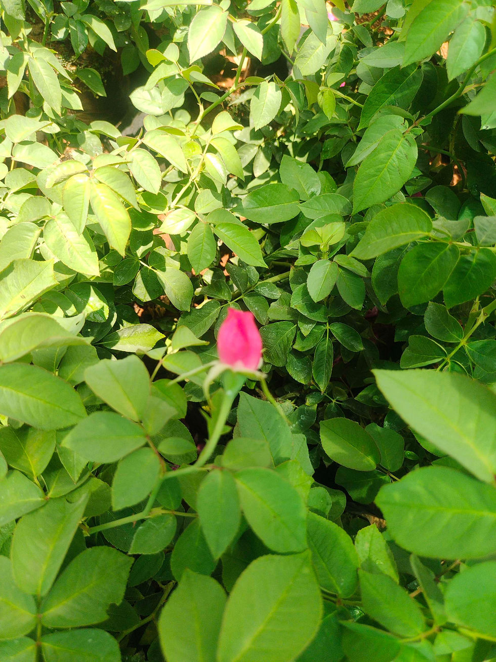 Thumbnail: Natu Pink Rose with fragrance packet 