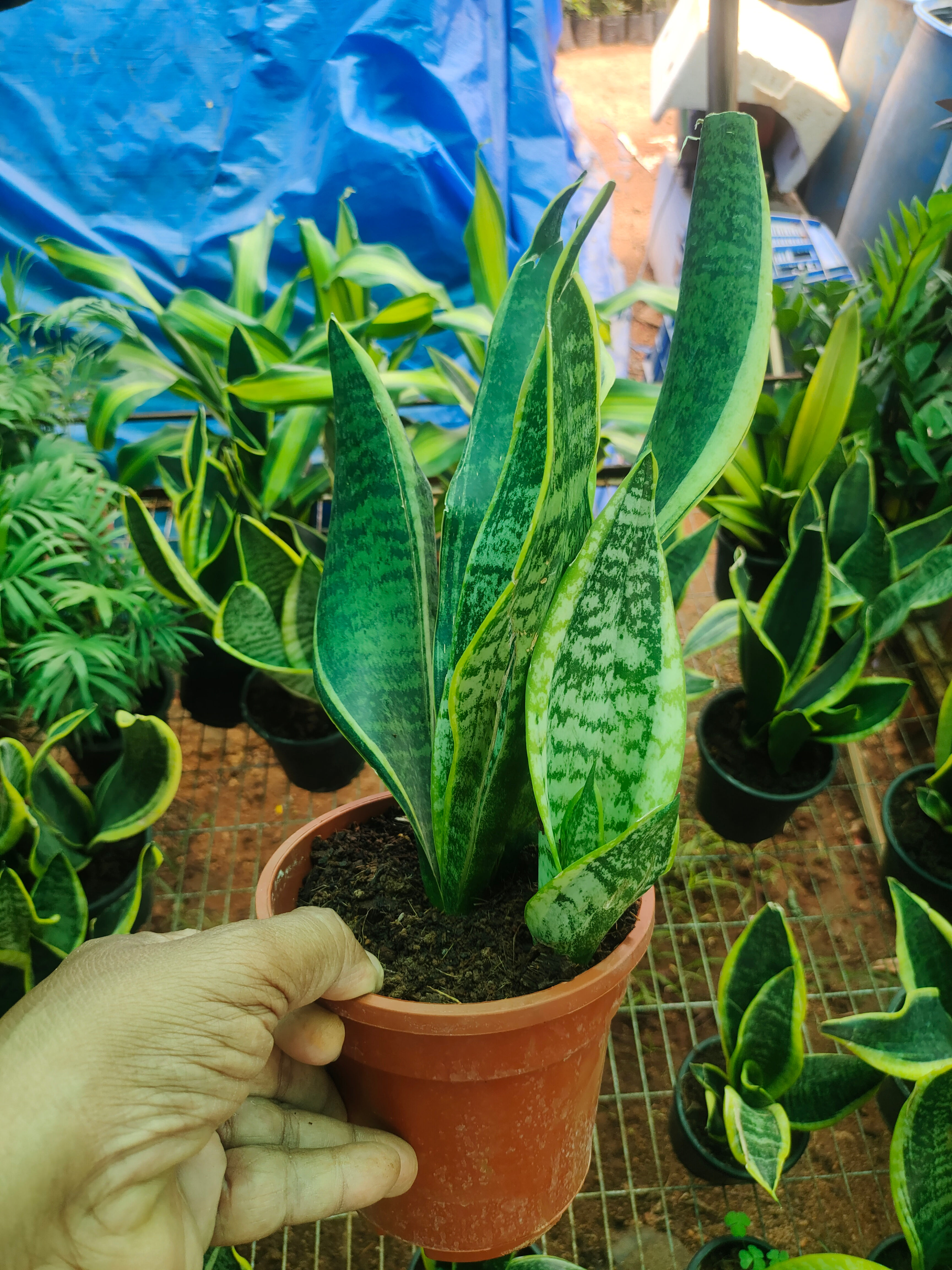 Sanseveiria Golden Snake plant in 5" Pot 