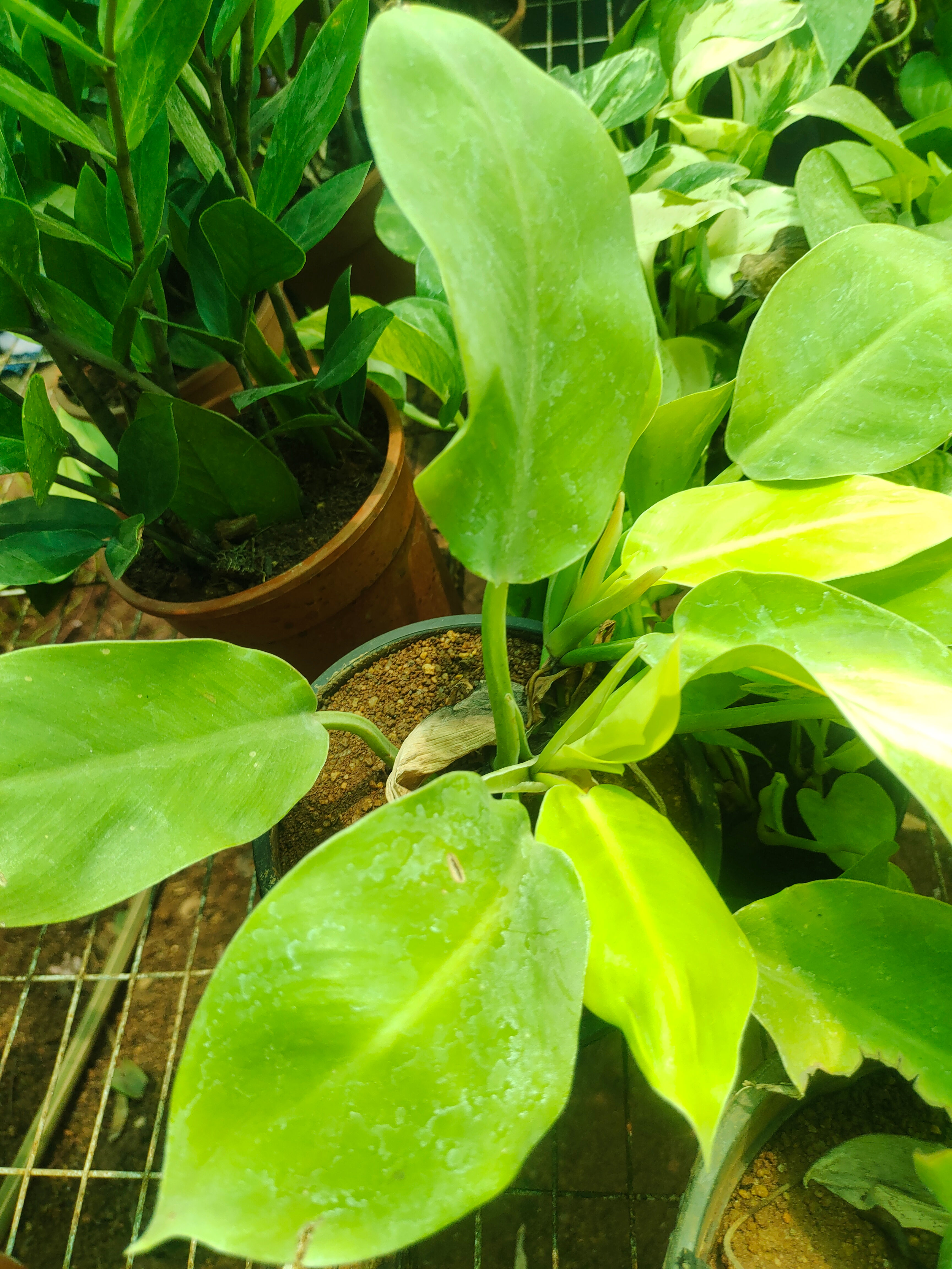 Philodendron Ceylon in 5" Pot 