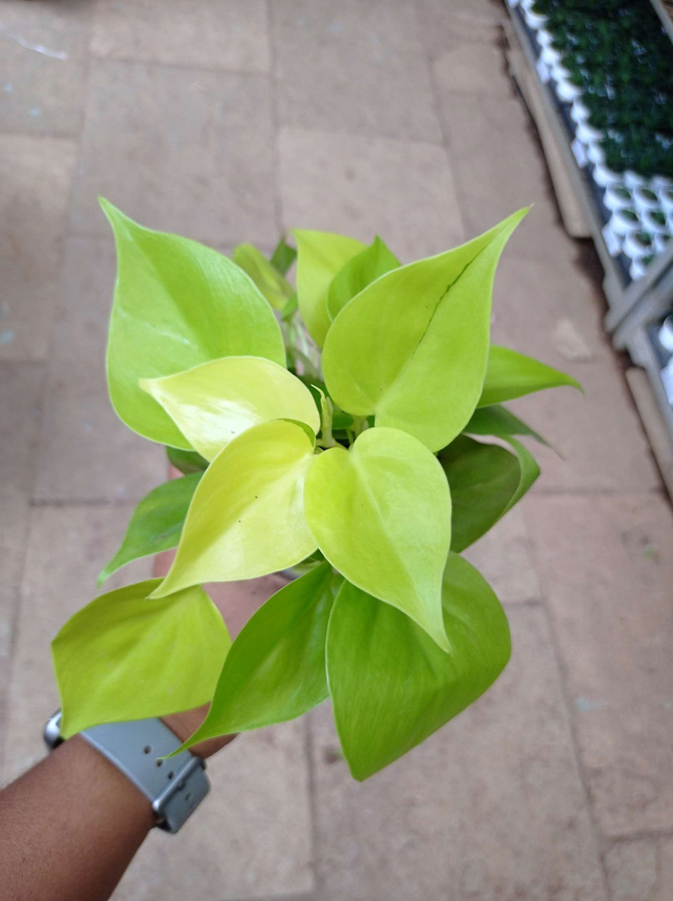 Thumbnail: Philodendron scadens Gold