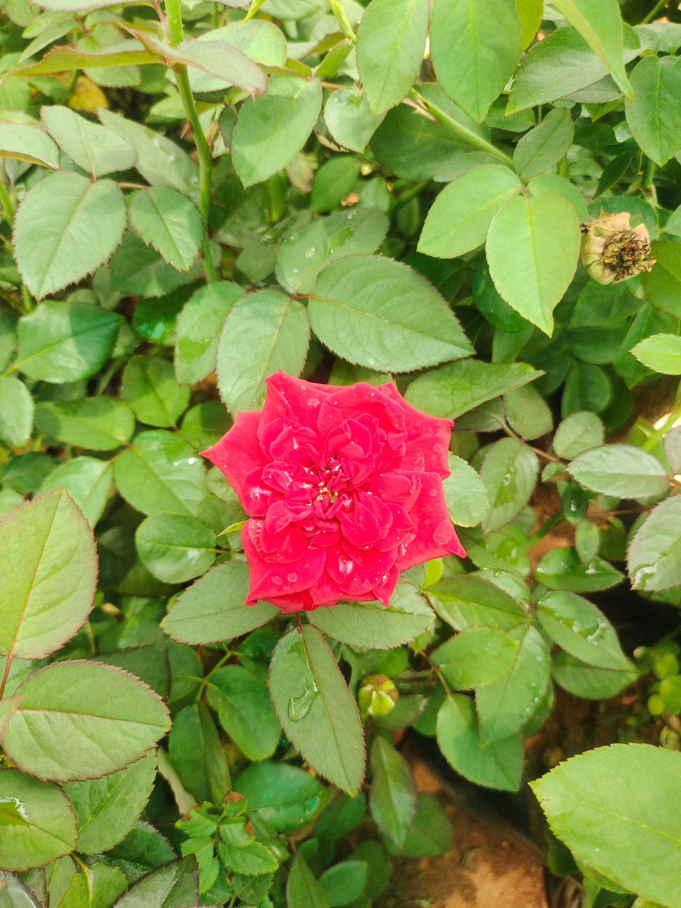 Red Rose in packet 