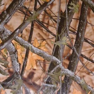 Autumn Camo