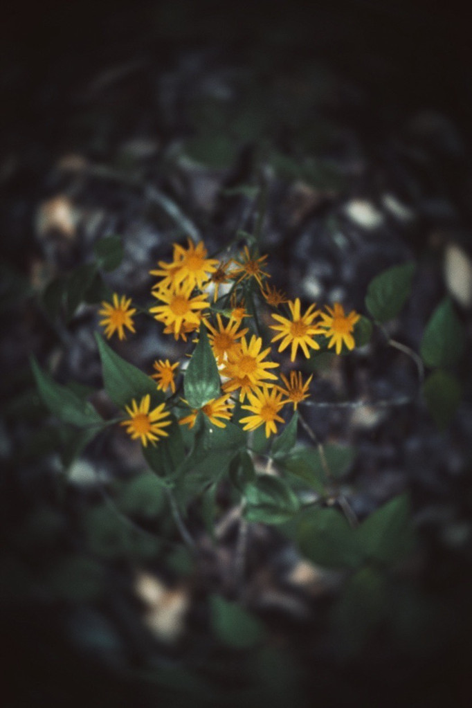 IMG_5651.jpeg