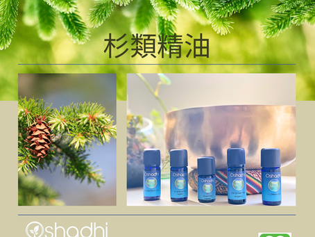 帶氧淨化之旅：杉類精油🌲