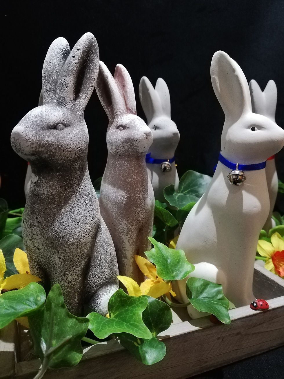 Hase