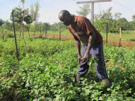 Locally Led Climate Action Fund supports Busia County ’s Climate-Smart Agriculture Initiative