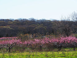 Peach trees, New Suffolk NY