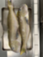 New Jersey Golden Tilefish from Viking Village in Barnegat Light