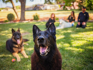 This Thanksgiving, My Gratitude Has Fur!