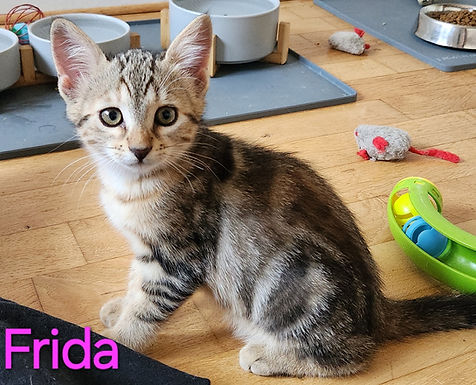 (ADOPTÉE) FRIDA 🩷 - Chaton femelle 3 mois