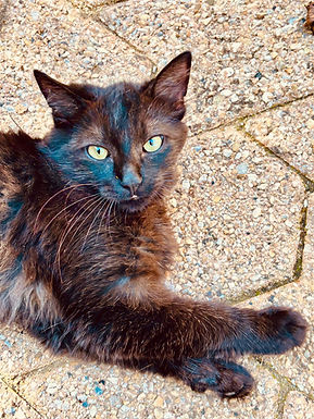 AMANDE 💖 - Chaton femelle 8 mois