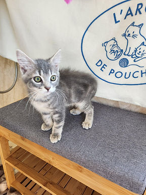 (ADOPTÉE 😻) THÉA - Chaton Femelle 3 mois