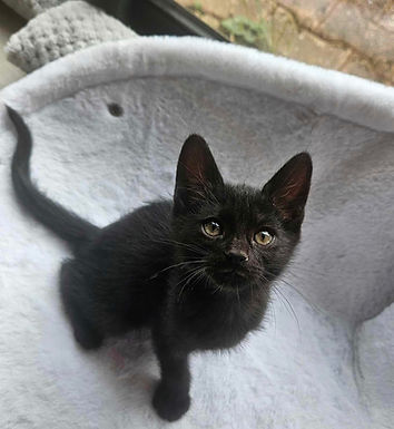 (ADOPTÉ) VÉNOM 🩵 - Chaton Mâle 2 mois