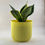 Thumbnail: Sensaveria (Snake Plant)