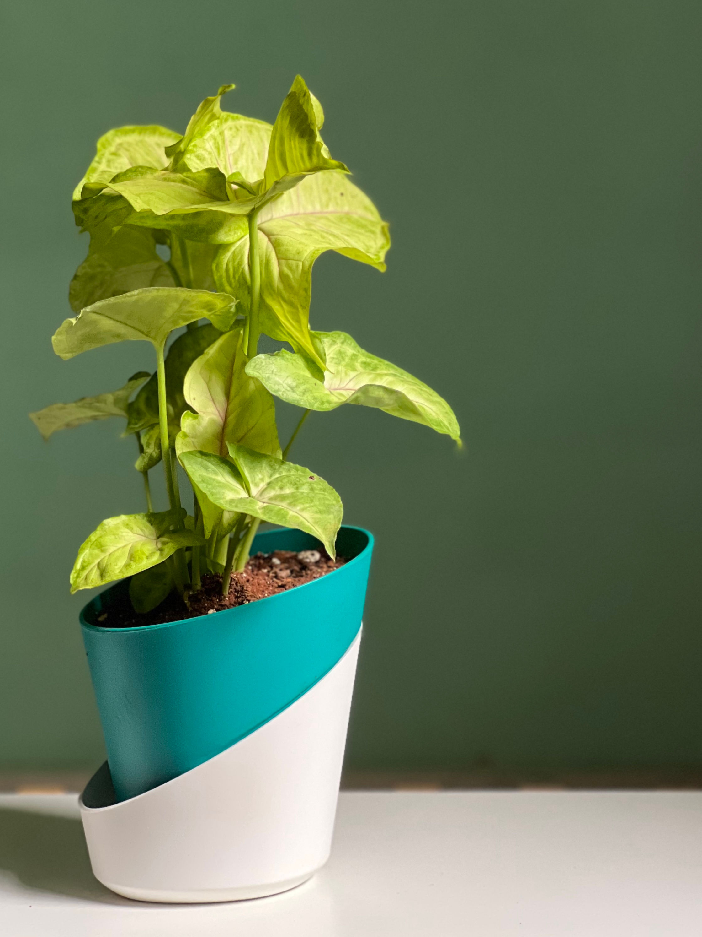 Syngonium White butterfly