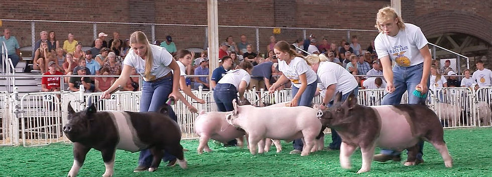 pig show.jpg