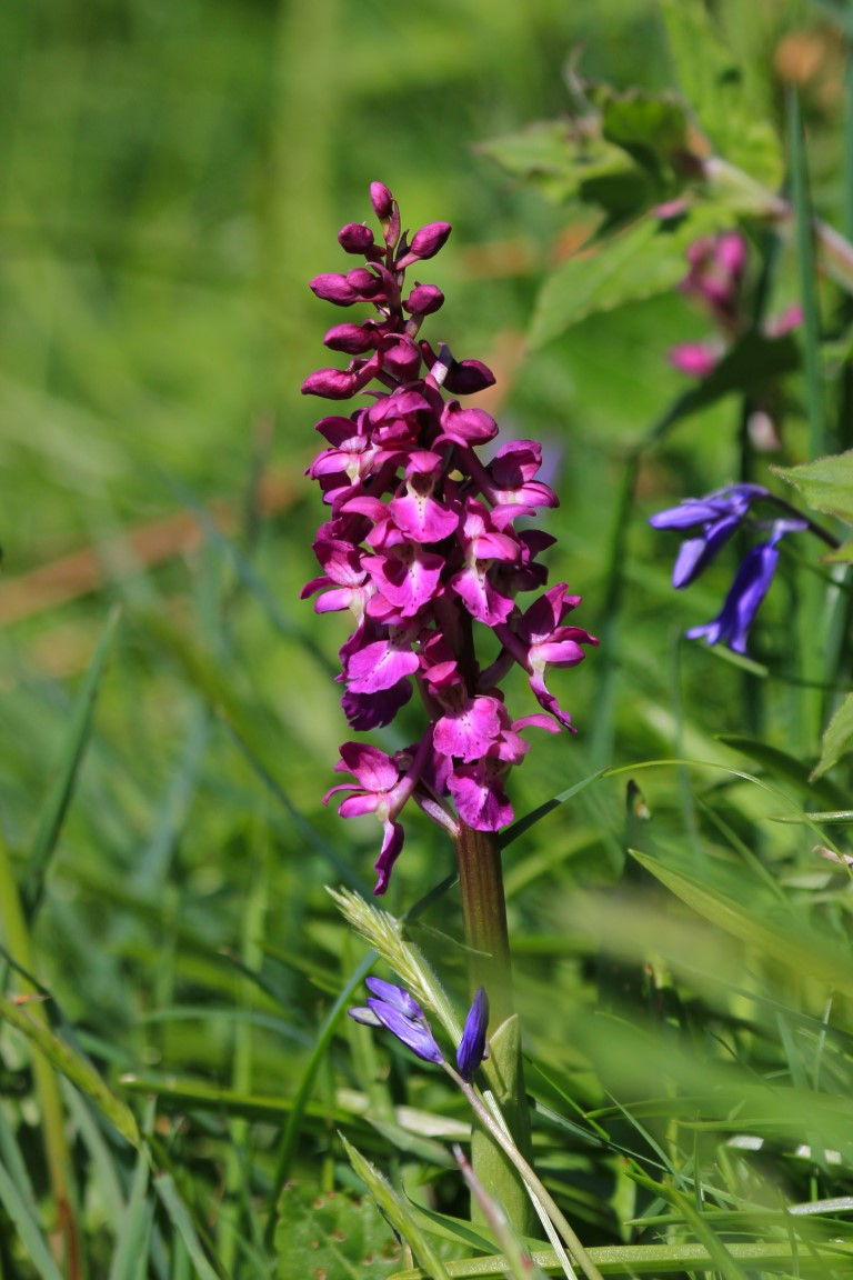 Early Purple Orchid