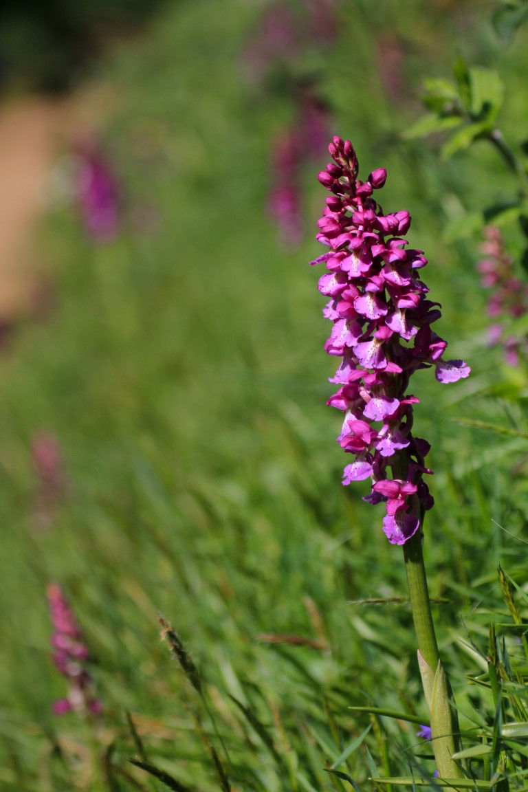 Early Purple Orchid