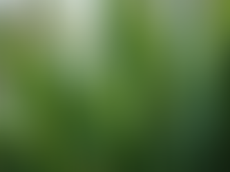 Creating a Jungle Oasis: Best Tropical Houseplants for Beginners