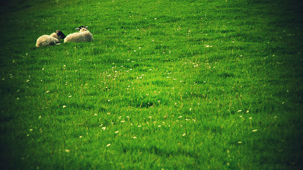 At Rest In Green Pastures With Our Shepherd