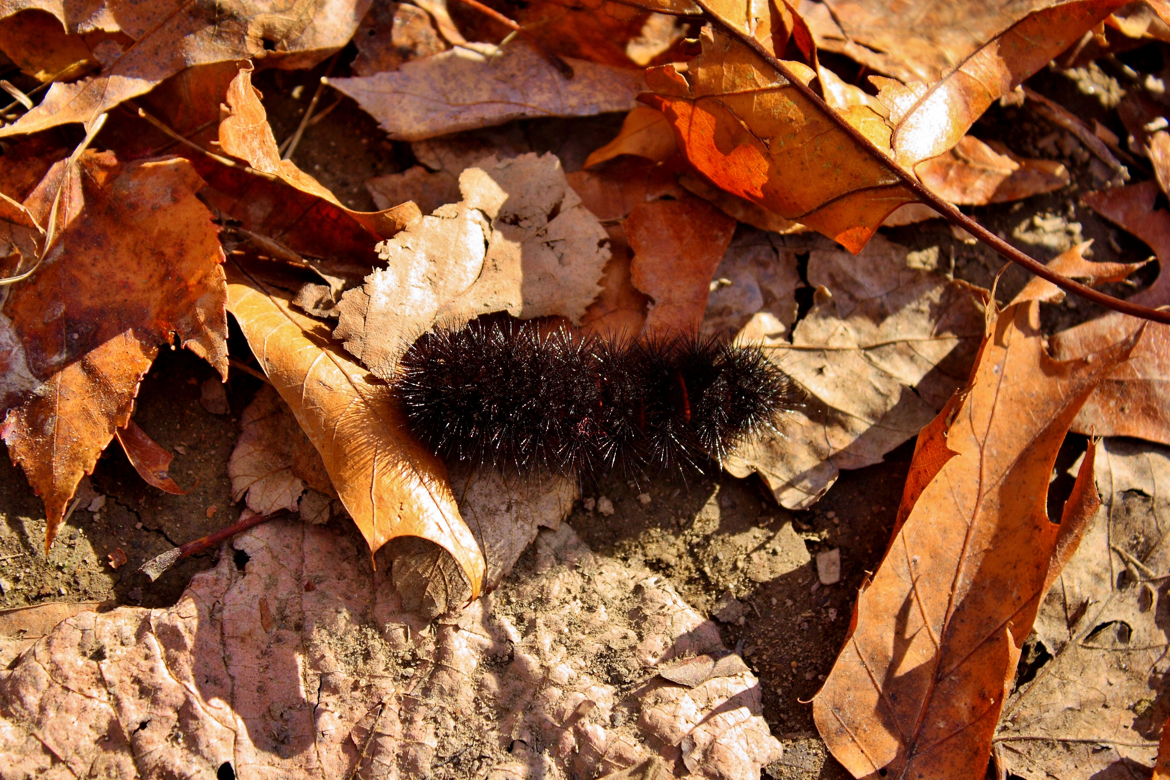 Steps To Personal Renewal - #1016