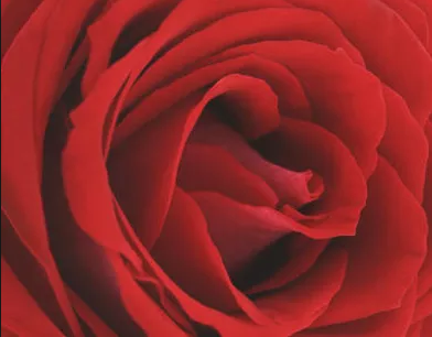 The Sweet Aroma & The Soothing Aroma