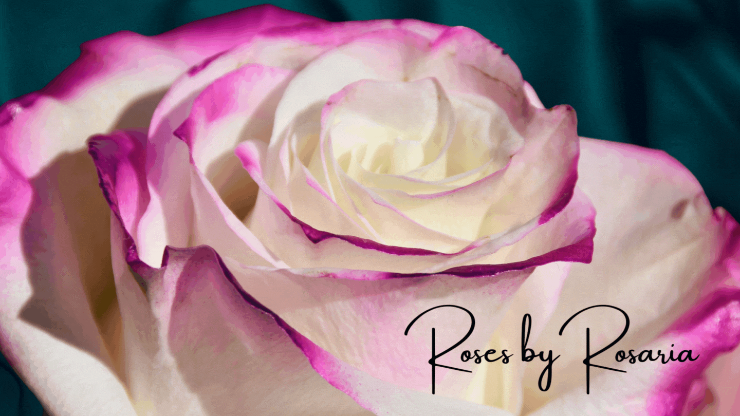 High quality art - unique purple and pink tipped cream roses by author/ artist C. R. Mitchell, purchase only by request