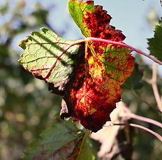 POSTS_cover reel vignes 2.jpg