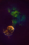 JellyfishNebula.jpeg