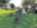 IMG_8264.jpeg
