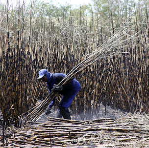 Aprovação do orçamento prevê alívio ao setor canavieiro