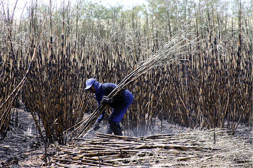 Aprovação do orçamento prevê alívio ao setor canavieiro