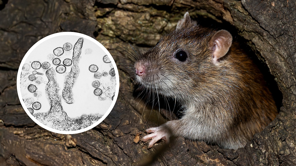 Infectologista explica os reais riscos do hantavírus. Foto: ND+