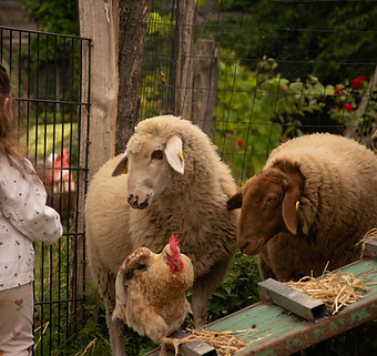 Bauernhof Tiere, Schaf, Huhn