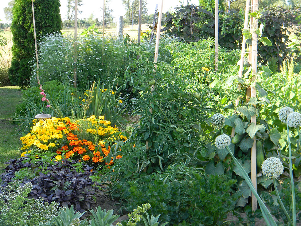 Our 2013 Garden