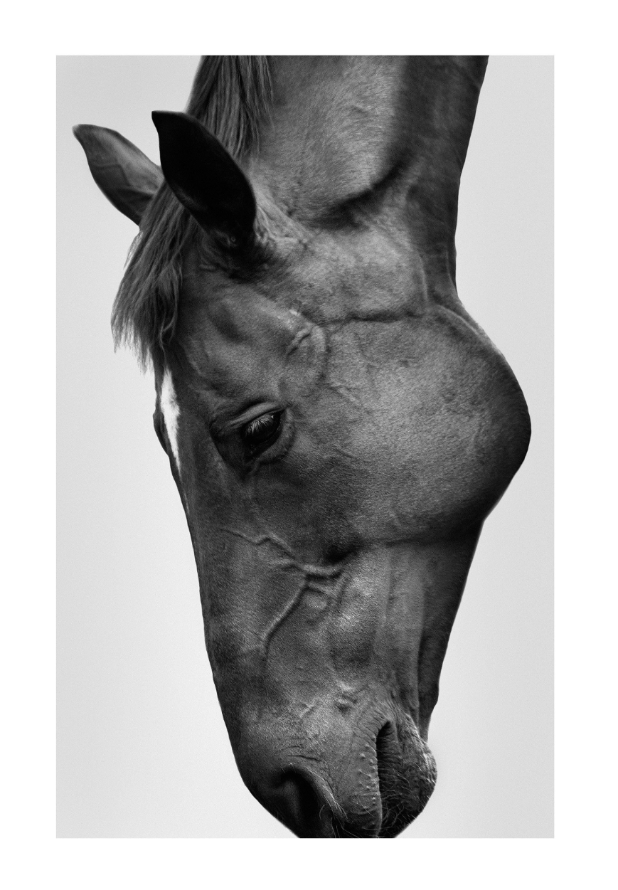 Horse Artwork
