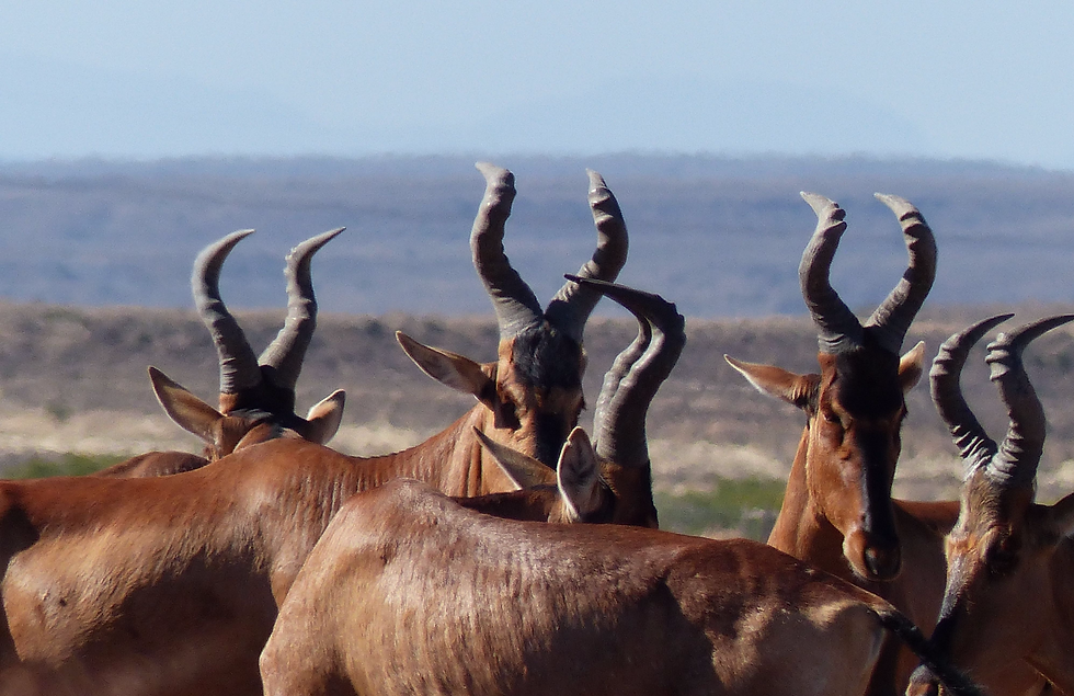 Hartebeest Move Safaris