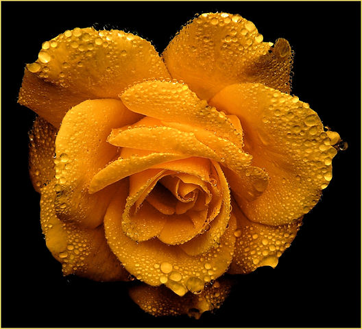 rose-roses-blossom-bloom-54620.jpg
