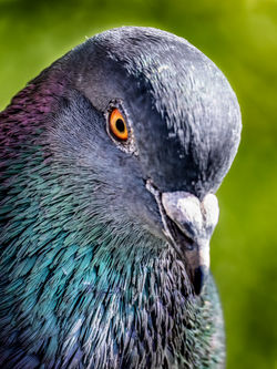 Bolsa Chica 2020_17-Edit