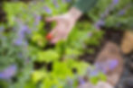 Eco-friendly Landscape Design - Edible Gardens in Colorado by Wild Heritage Gardens