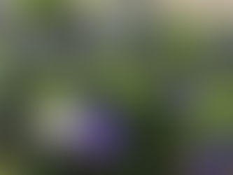 Wild Heritage:In Harmony With Nature