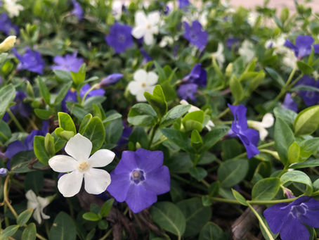 Wild Heritage:In Harmony With Nature