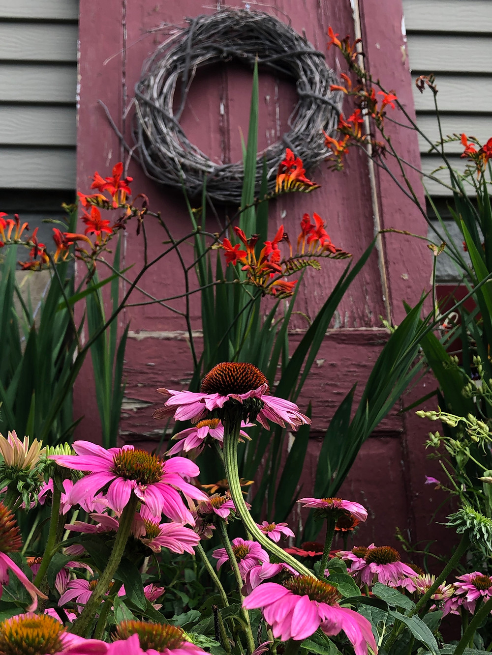 Echinacea and Crocosmia in front of a weathered red door with a wicker wreath