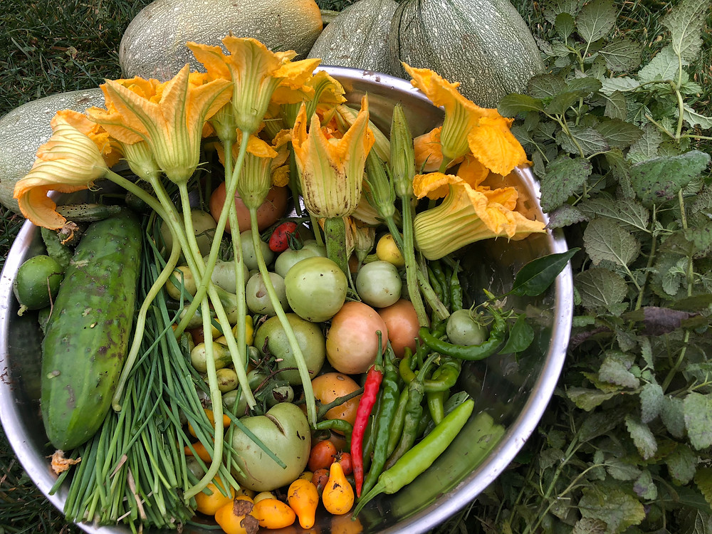 Organic vegetables grown at home. Vegetable garden. Harvest. Produce. Healing foods.