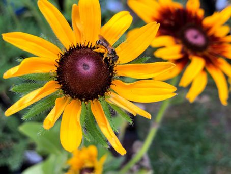 Why Pollinators Want You To Kill Your Lawn!