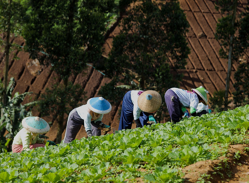 Agriculture Team