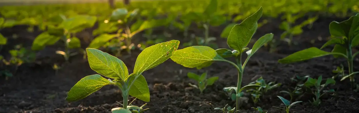 challenges-associated-with-sustainable-agriculture-0-1722903531707.webp