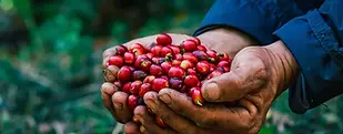 Coffee Farm